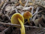 Bolbitius titubans var. olivaceus image