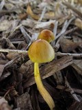 Bolbitius titubans var. olivaceus image