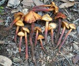 Phaeocollybia californica image