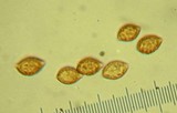 Phaeocollybia californica image