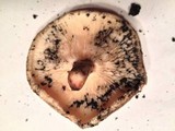Lentinula edodes image