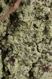 Physcia millegrana image