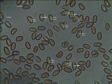 Gymnopilus sapineus image