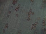 Gymnopilus sapineus image