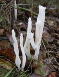 Clavulina rugosa image