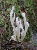 Clavulina rugosa image