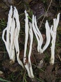 Clavulina rugosa image