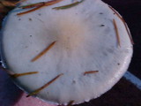 Leratiomyces squamosus image