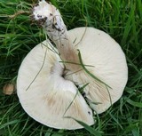 Melanoleuca exscissa var. exscissa image