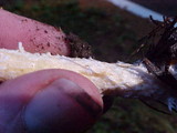 Leratiomyces squamosus var. squamosus image