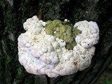 Trametes gibbosa image