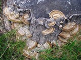 Trametes hirsuta image