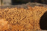 Hydnochaete olivacea image