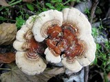 Trametes ochracea image