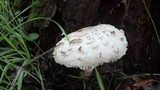 Chlorophyllum rachodes image