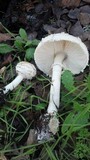 Chlorophyllum rachodes image