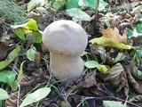 Lycoperdon excipuliforme image