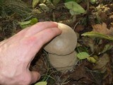 Lycoperdon excipuliforme image