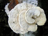 Trametes pubescens image
