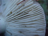 Russula pectinatoides image