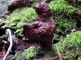 Gyromitra infula image