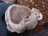 Lentinula edodes image