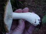 Russula pectinatoides image