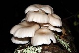 Pleurotus pulmonarius image