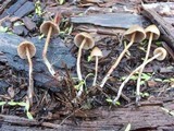 Psilocybe pelliculosa image