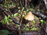 Psilocybe pelliculosa image