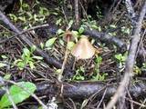 Psilocybe pelliculosa image