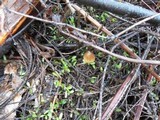 Psilocybe pelliculosa image