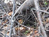 Psilocybe pelliculosa image