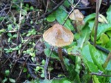 Psilocybe pelliculosa image