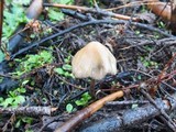 Psilocybe pelliculosa image