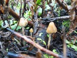 Psilocybe pelliculosa image