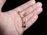 Psilocybe pelliculosa image