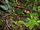 Psilocybe pelliculosa image