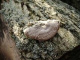 Trametes hirsuta image