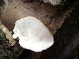 Trametes hirsuta image