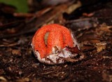 Clathrus columnatus image