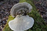 Trametes gibbosa image