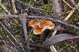 Polyporus picipes image