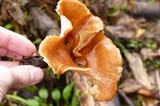 Polyporus durus image
