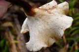 Nigroporus durus image