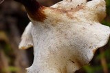 Polyporus durus image