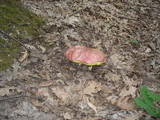 Boletus regius image