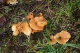 Royoporus badius image