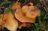 Royoporus badius image