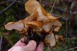 Royoporus badius image